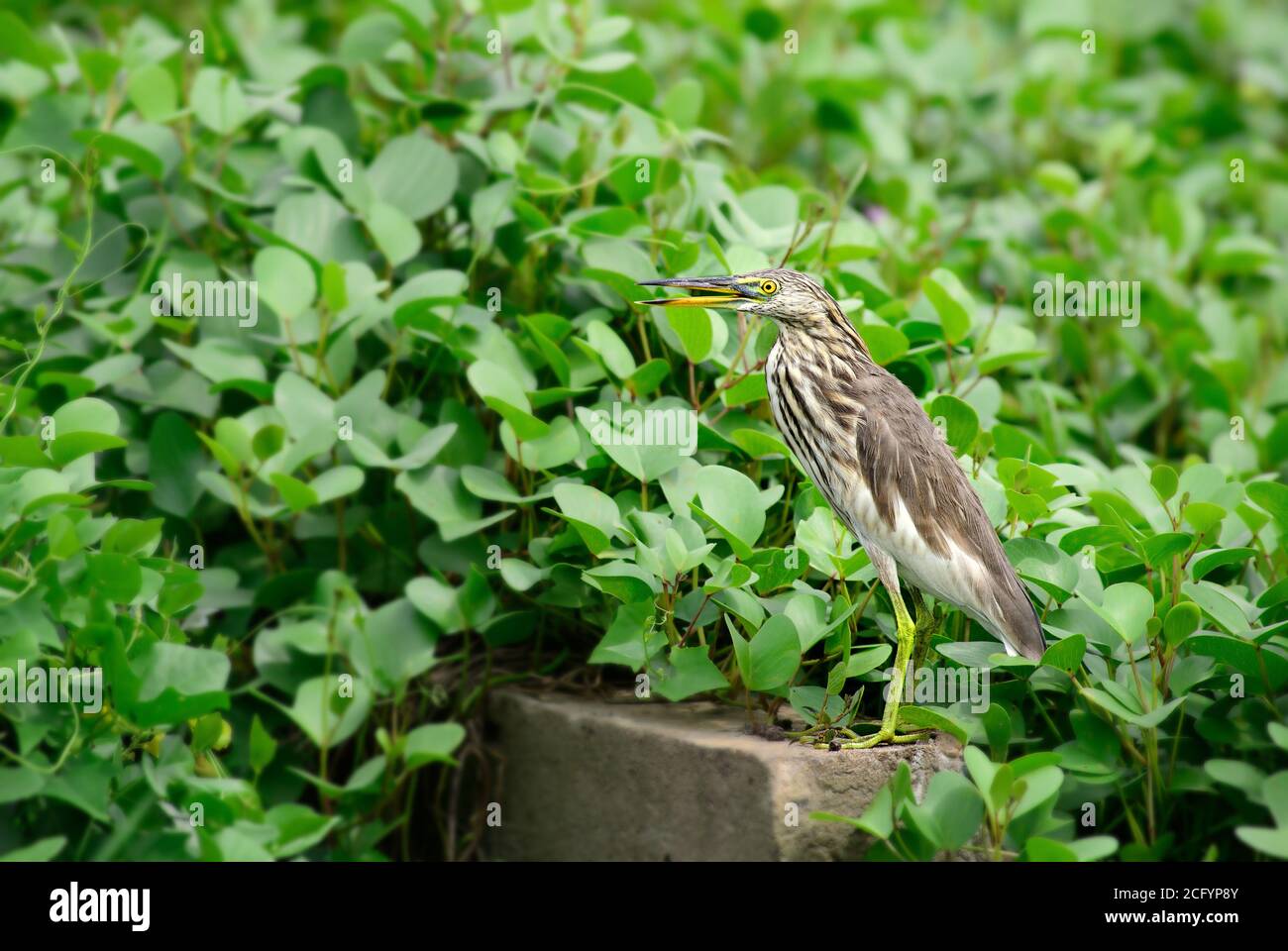 Indian Pond-heron - Ardeola grayii, magnifique héron brun et blanc provenant des eaux fraîches et des zones humides asiatiques, Sri Lanka. Banque D'Images
