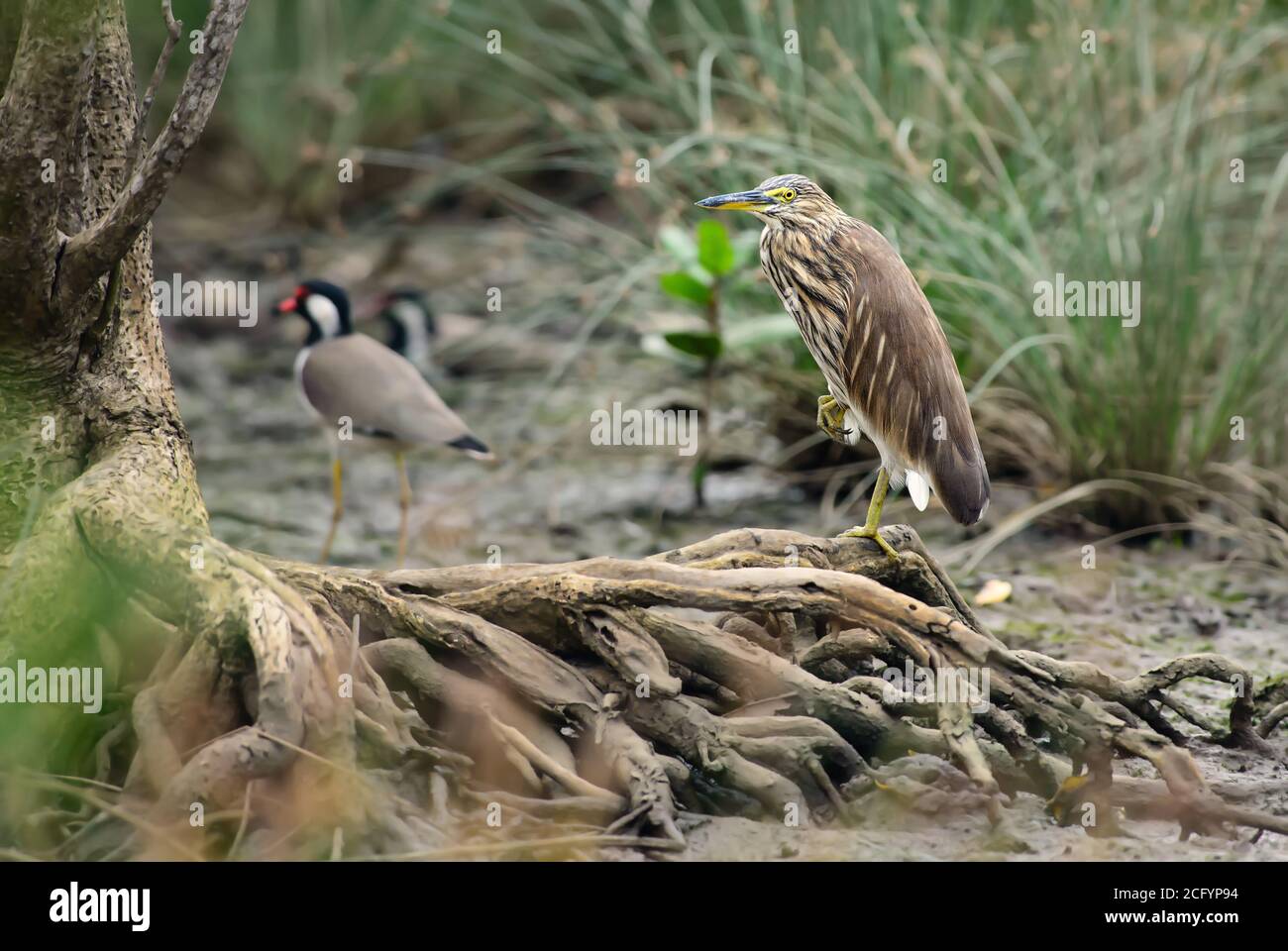 Indian Pond-heron - Ardeola grayii, magnifique héron brun et blanc provenant des eaux fraîches et des zones humides asiatiques, Sri Lanka. Banque D'Images