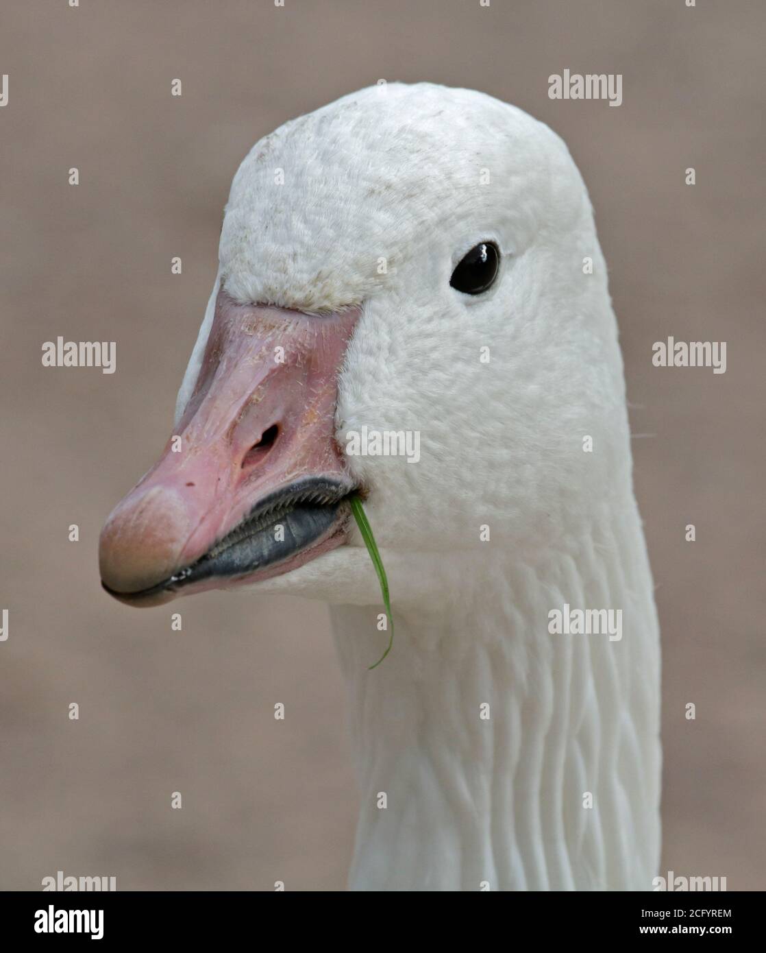 Grande Oie des neiges (Chen caerulescens atlanticus) Banque D'Images