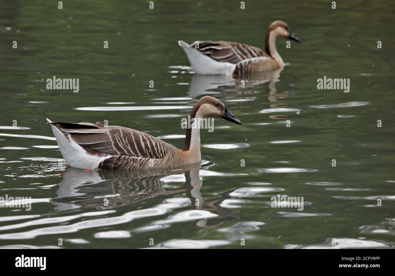 Deux Oies des cygnes (anser cygnoides) Banque D'Images