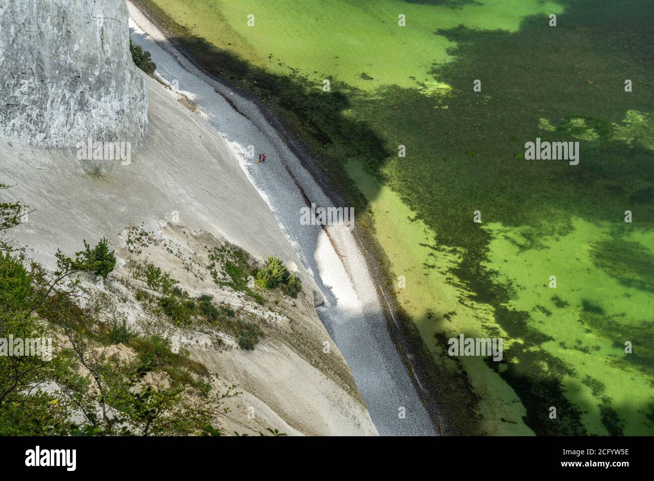 Steilküste und Kreidefelsen Møns Klint, Insel Mön, Dänemark, Europa | falaises escarpées de craie Moens Klint, île de Moen, Danemark, Europe Banque D'Images
