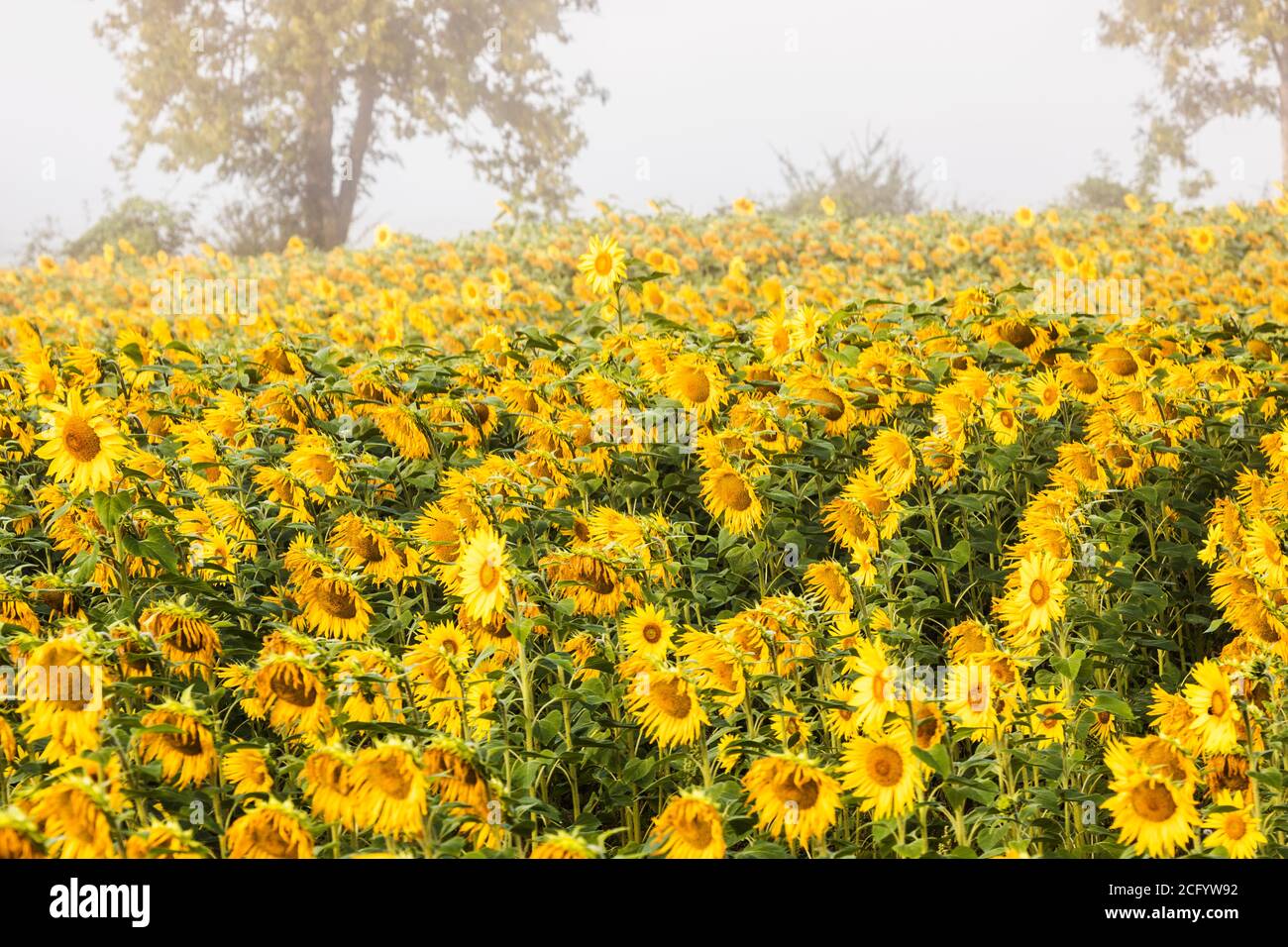 Un champ de tournesols dans la brume avant l'aube. Banque D'Images