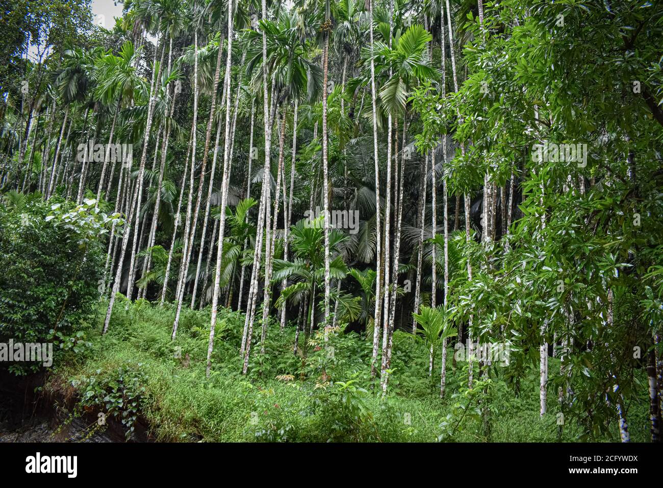 Rangée d'arbres de bétalnut dans la forêt de karnataka. Banque D'Images