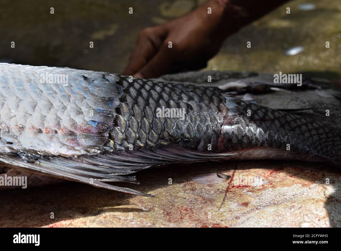 Écailles de poisson de Catla se retirant, ayant une faible profondeur de champ. Banque D'Images