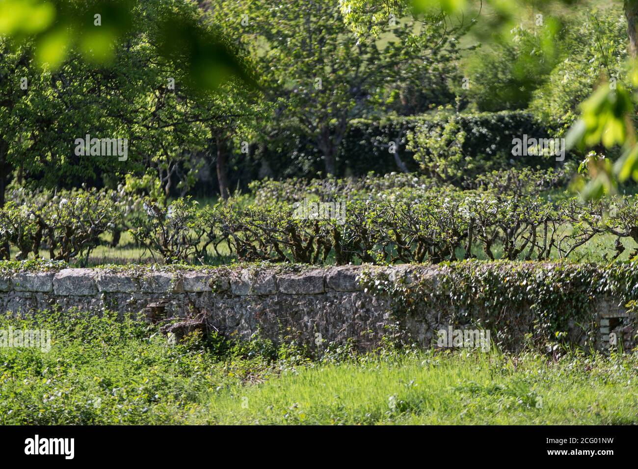 France, Indre et Loire, vallée de la Loire classée au patrimoine mondial par l'UNESCO, Vernou-sur-Brenne, les Madères, propriété de la famille Debré depuis 3 générations, Banque D'Images