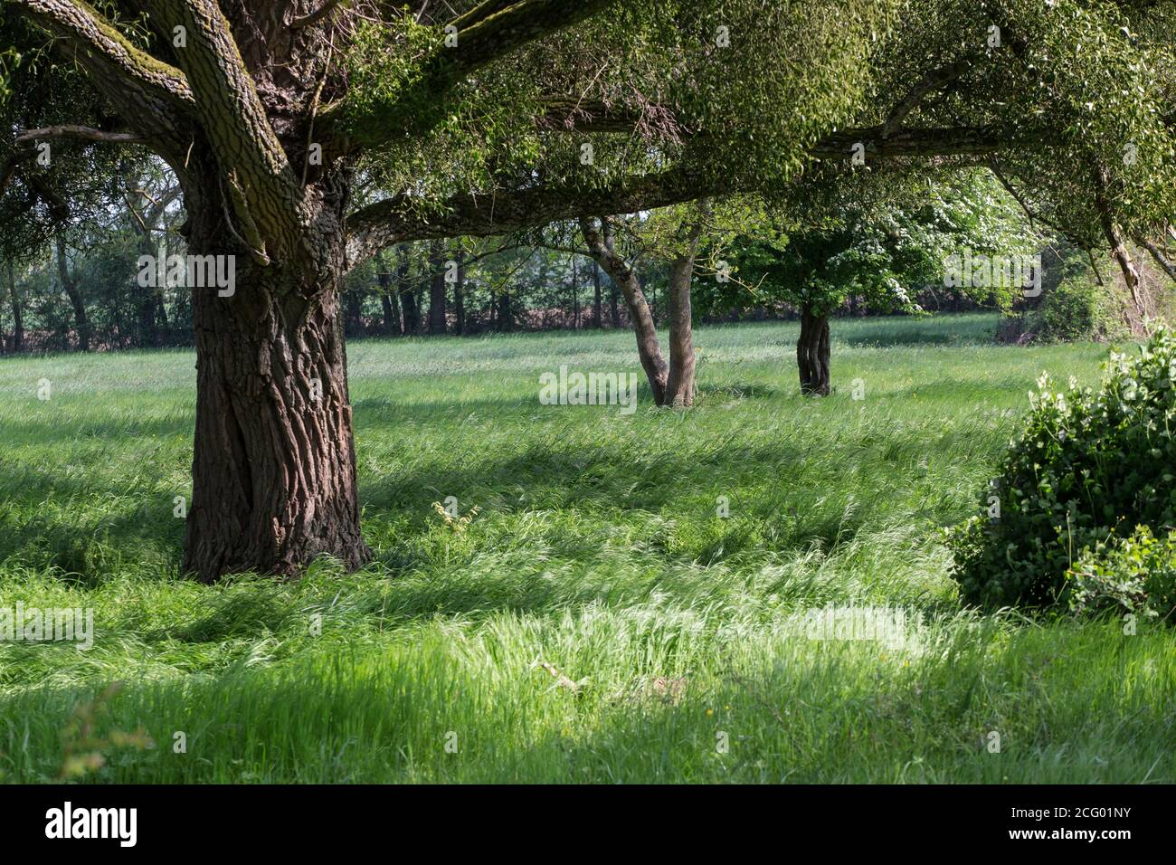 France, Indre et Loire, vallée de la Loire classée au patrimoine mondial par l'UNESCO, Vernou-sur-Brenne, les Madères, propriété de la famille Debré depuis 3 générations, Banque D'Images