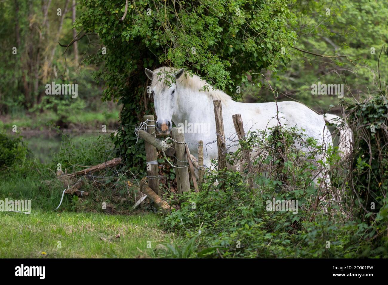 France, Indre et Loire, vallée de la Loire classée au patrimoine mondial par l'UNESCO, Vernou-sur-Brenne, les Madères, propriété de la famille Debré depuis 3 générations, Banque D'Images