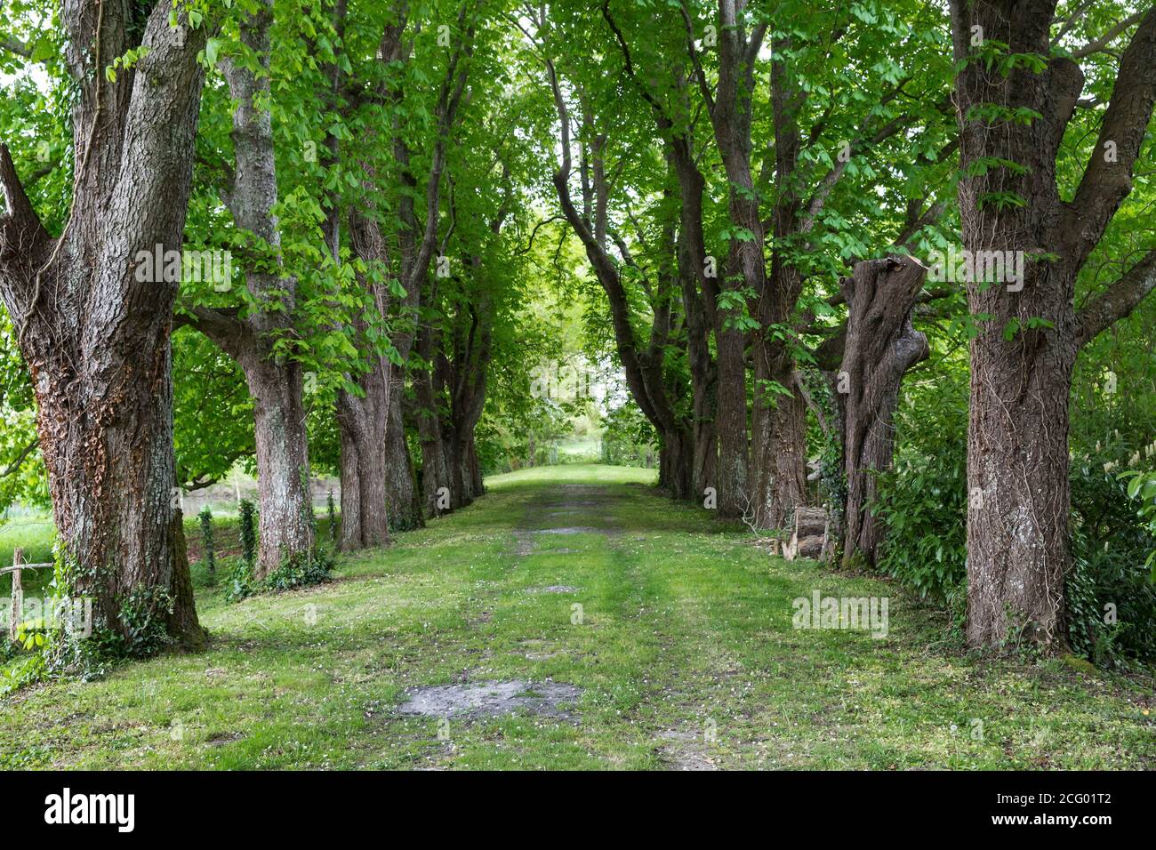 France, Indre et Loire, vallée de la Loire classée au patrimoine mondial par l'UNESCO, Vernou-sur-Brenne, les Madères, propriété de la famille Debré depuis 3 générations, Banque D'Images