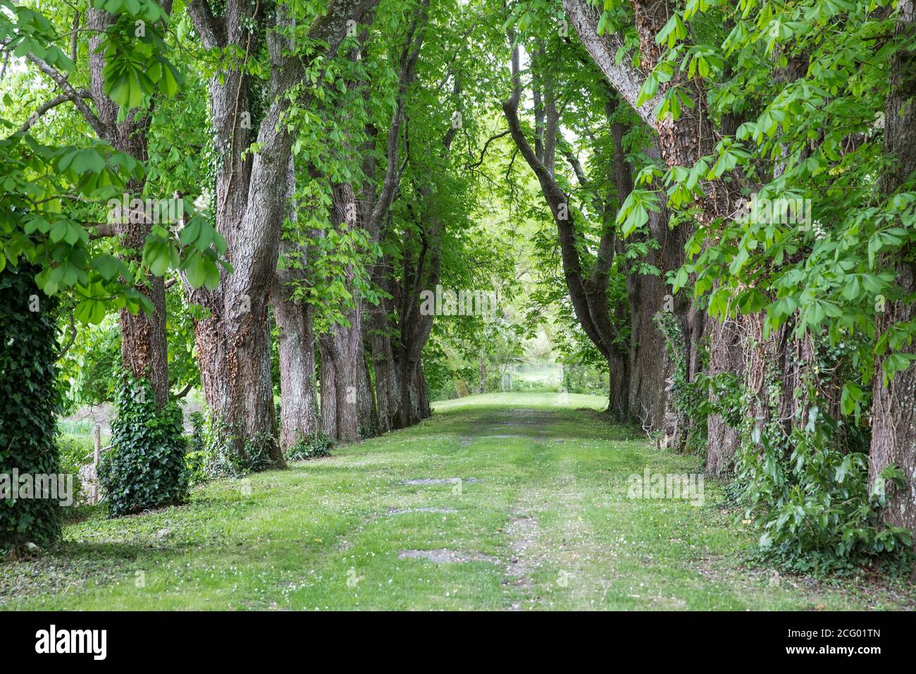 France, Indre et Loire, vallée de la Loire classée au patrimoine mondial par l'UNESCO, Vernou-sur-Brenne, les Madères, propriété de la famille Debré depuis 3 générations, Banque D'Images