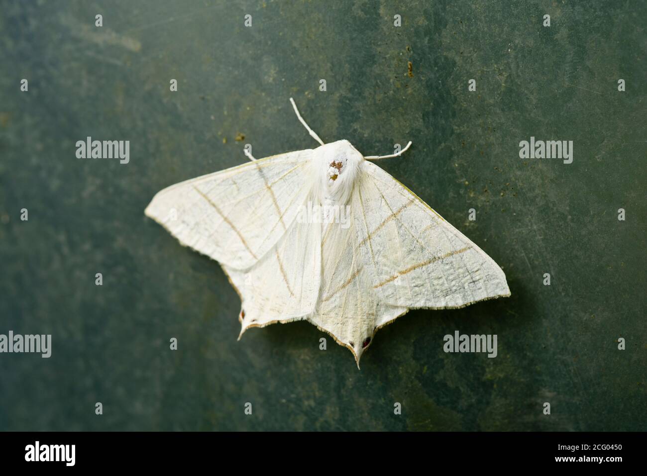 Papillon des papillons (Ourapteryx sambucaria) Banque D'Images