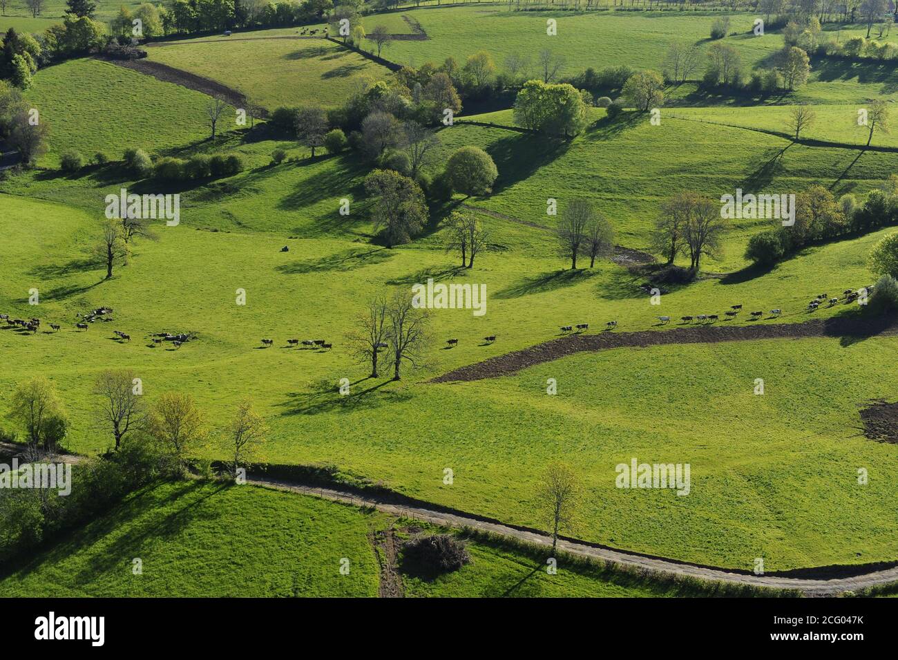 France, Puy-de-Dome, troupeau de vaches dans les champs autour des célibataires (vue aérienne) Banque D'Images