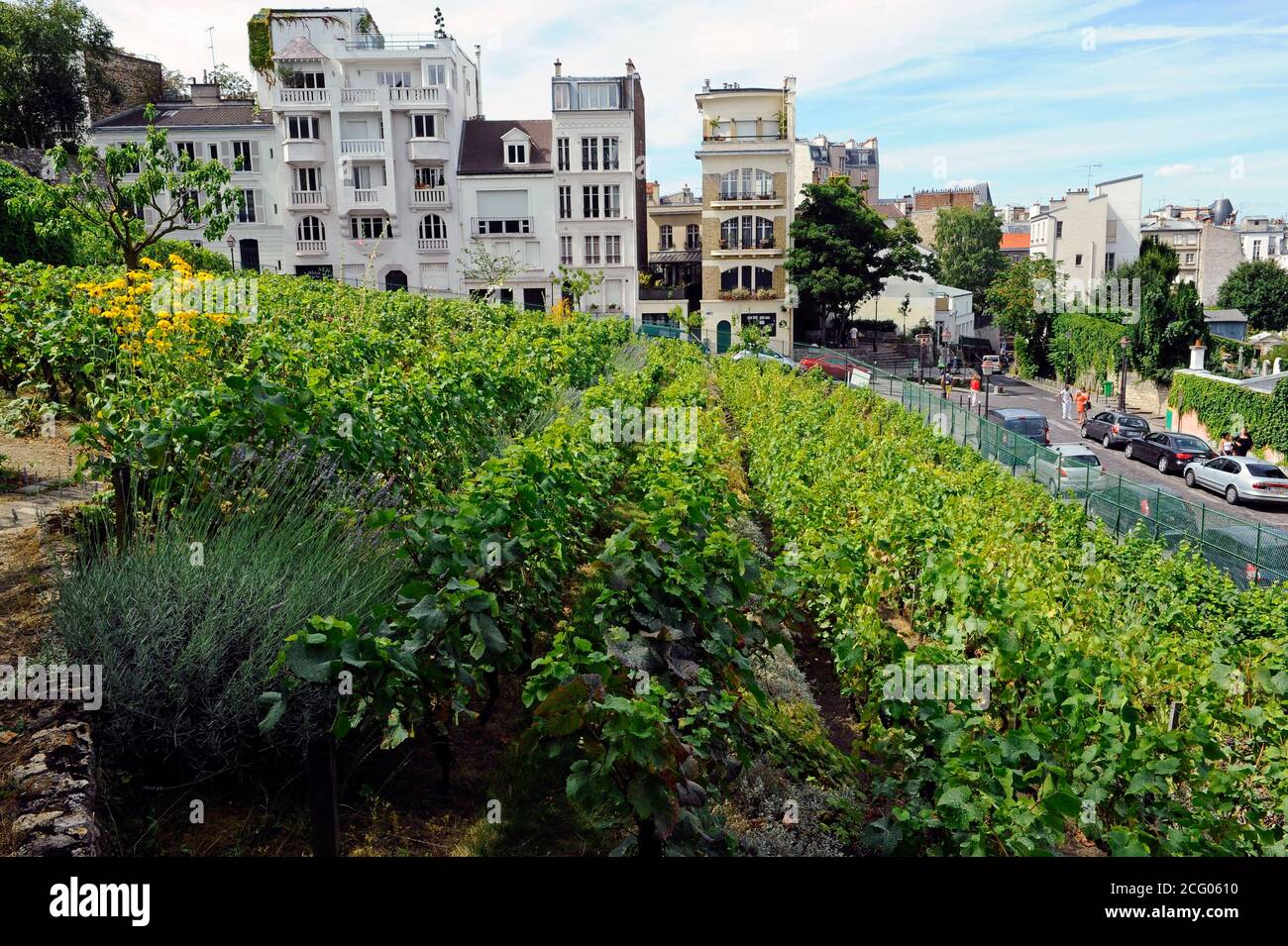 France, Paris, le vignoble de Montmartre, dont le nom officiel est Clos-Montmartre Banque D'Images