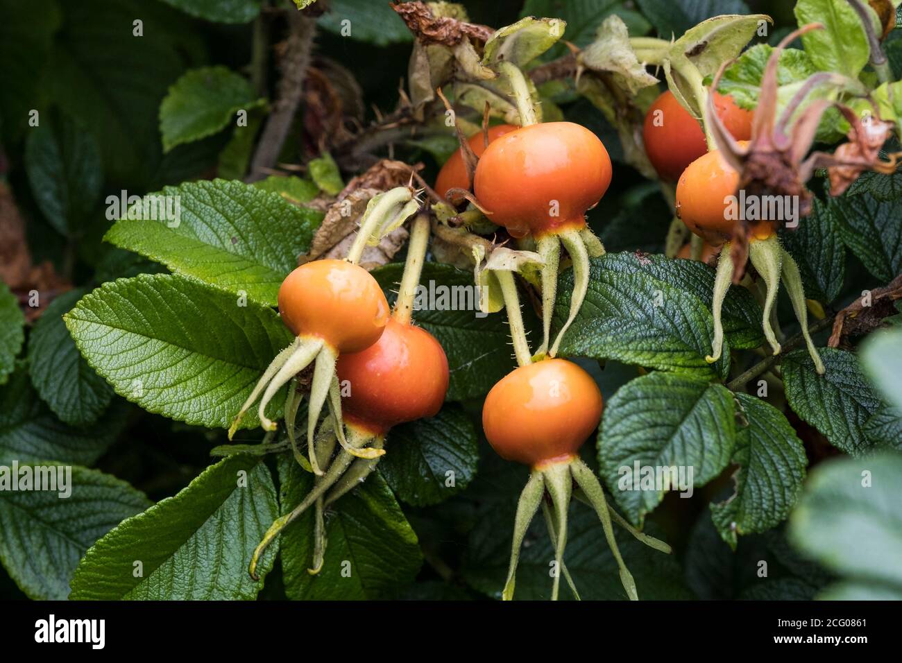 Les hanches roses de la plante de Rosa rugosa. Banque D'Images