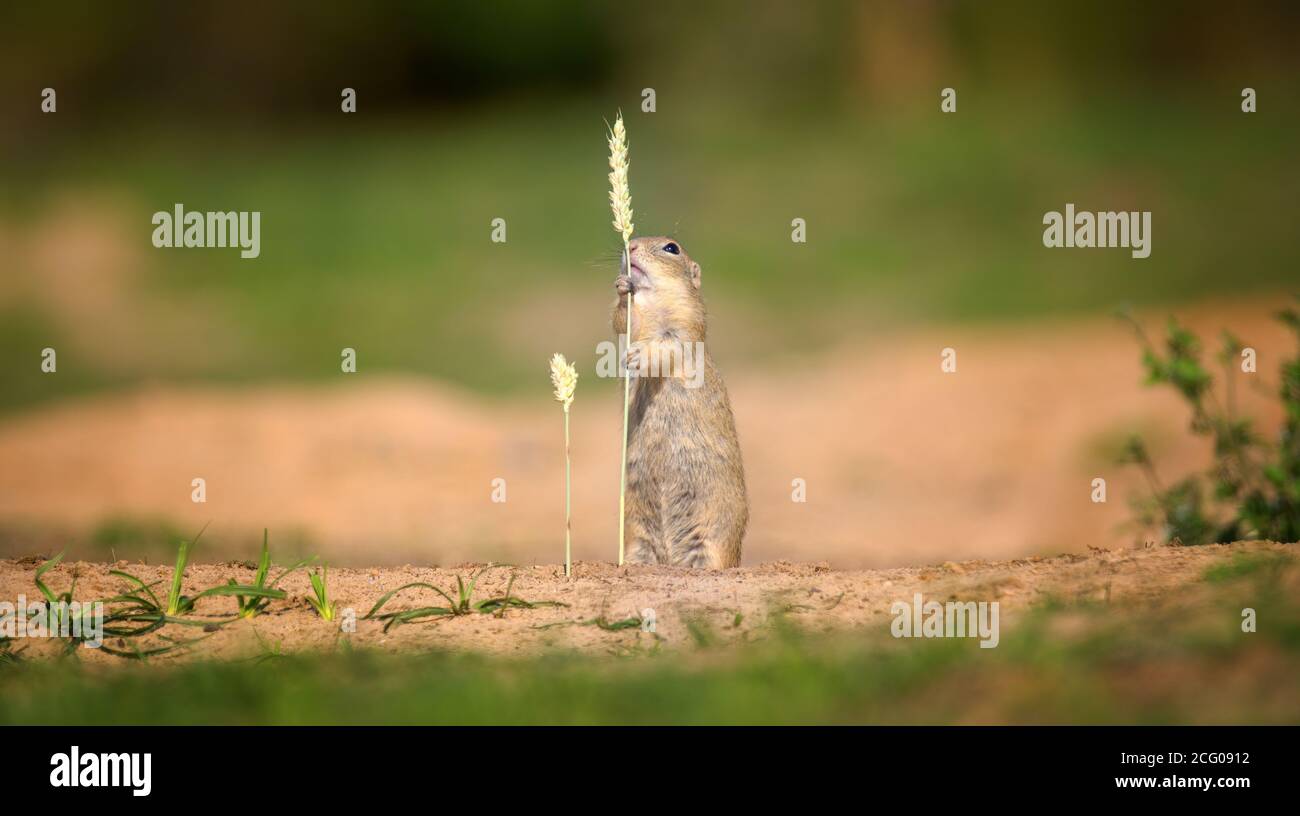 l'écureuil moulu mange des grains d'oreille de maïs, la meilleure photo Banque D'Images