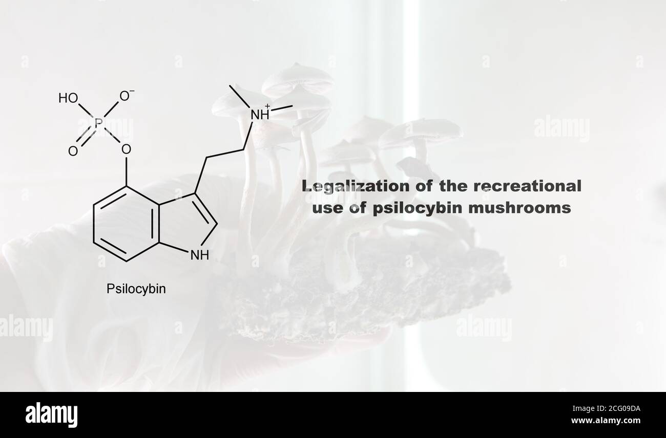 Légalisation de l'utilisation récréative des champignons psilocybine, de la psilocybine et de ses effets sur le corps humain Banque D'Images