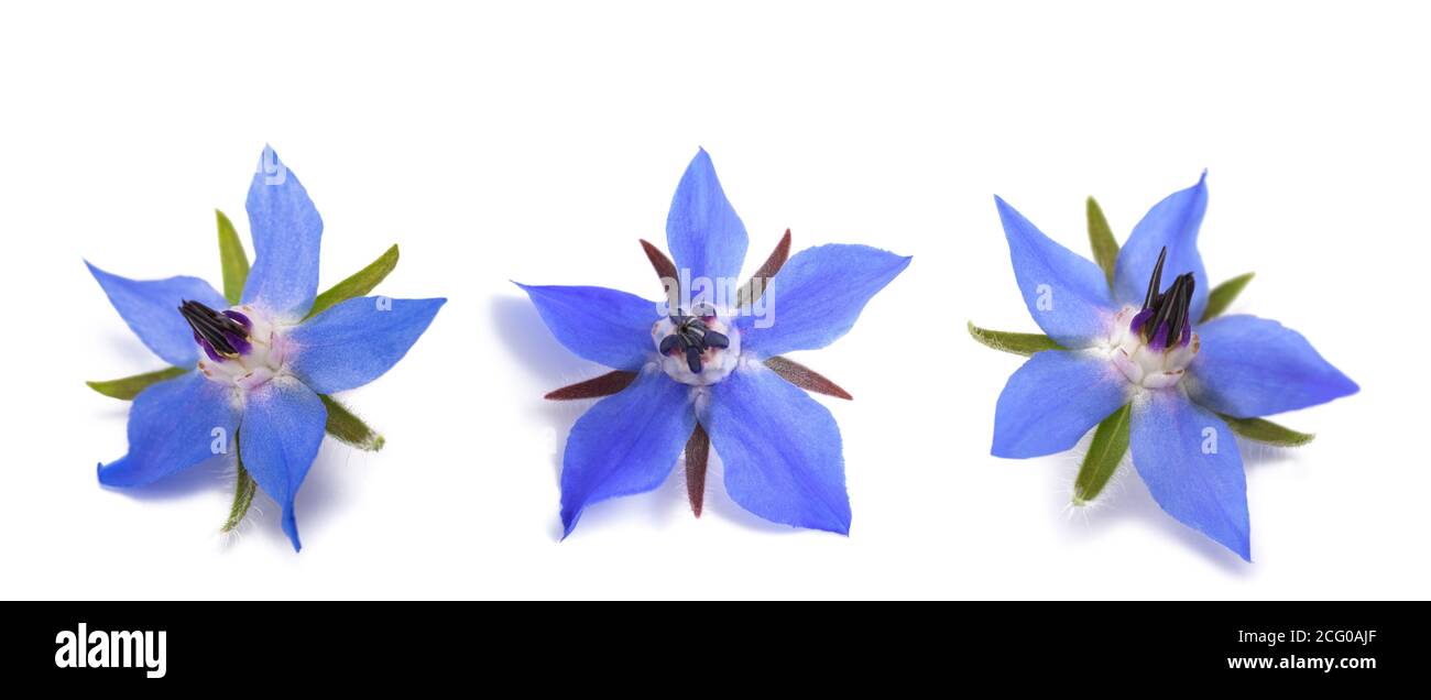 Fleurs de bourrache (Borago officinalis) isolées sur fond blanc Banque D'Images