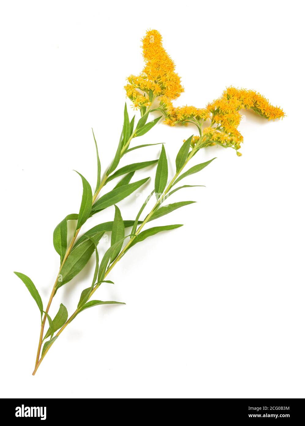 Tall Houghton (Solidago gigantea) fleurs isolated on white Banque D'Images