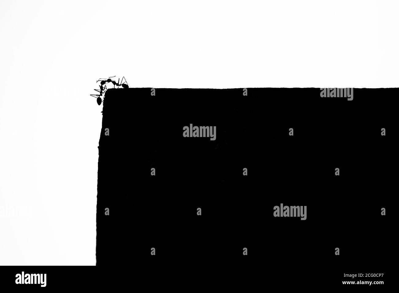 Deux tisserands se rencontrent au bord de la paroi composée. Ces fourmis sont connus pour être des animaux très sociaux. Ici, ils échangent des aliments liquides. Ce processus ha Banque D'Images