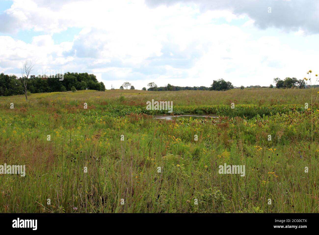 Les terres humides sont entourées de fleurs des prairies, de graminées et d'une forêt à feuilles caduques dans la réserve forestière de Pine Dunes, Antioch, Illinois, États-Unis Banque D'Images