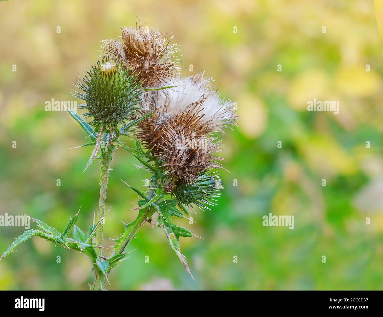 Chardon inflorescences avec graines mûres. Banque D'Images