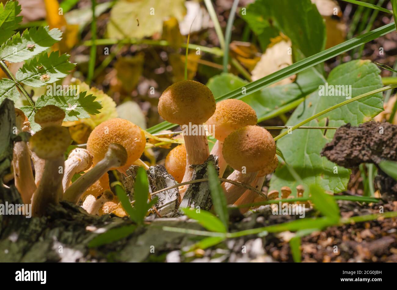 Champignons de forêt comestibles tardifs miel agarics dans l'herbe. Cueillette des champignons d'automne Banque D'Images