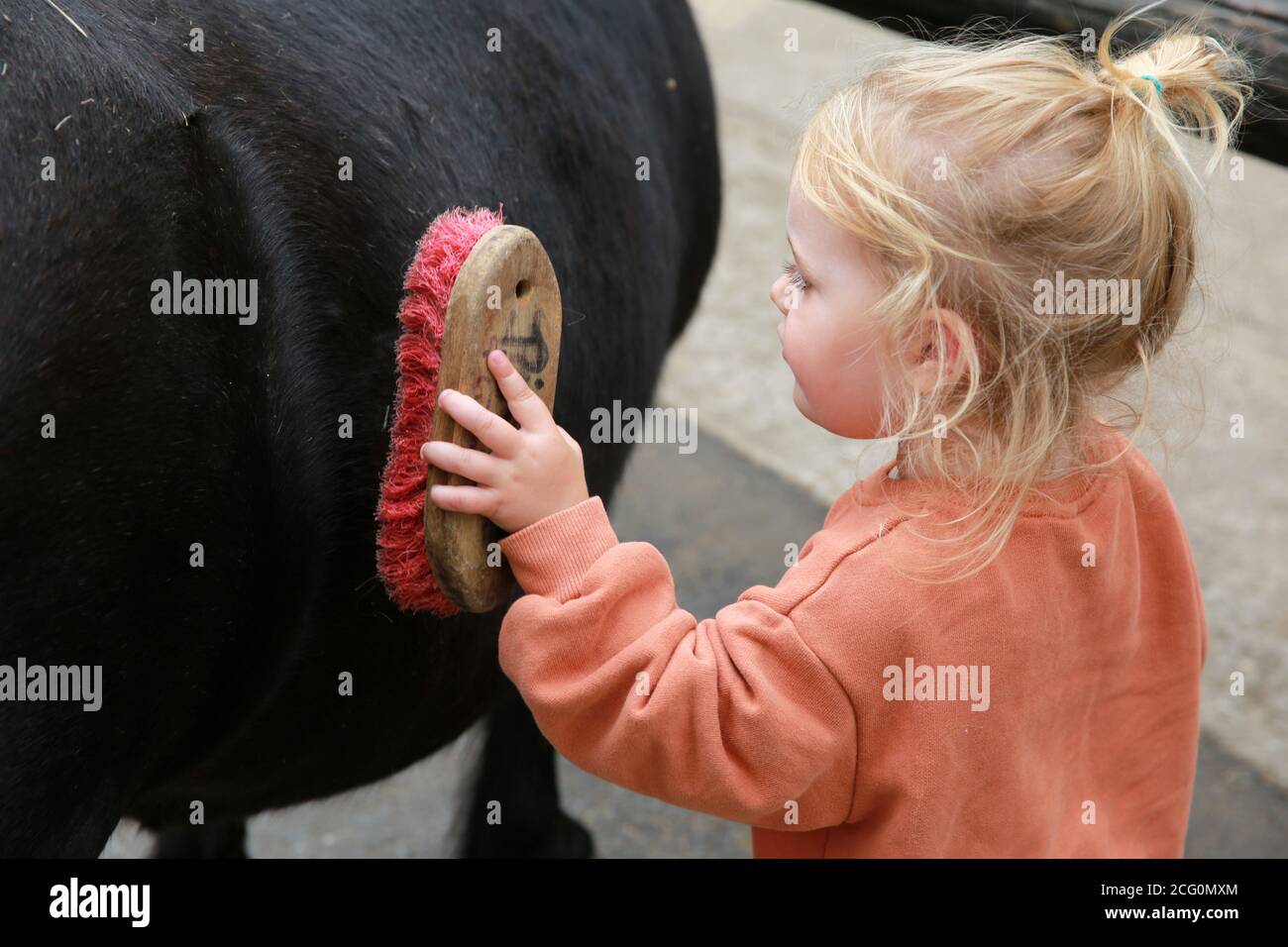 Petite fille poney à cheval dans une écurie, France Banque D'Images