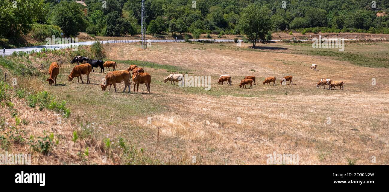 Vue sur les vaches et les boeufs paître sur la ferme de pâturage verte, la route et le Bush comme arrière-plan Banque D'Images