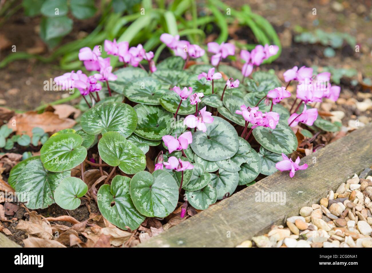 Cyclamen coum ou sowbread de l'est avec des fleurs roses dans un jardin, Royaume-Uni Banque D'Images