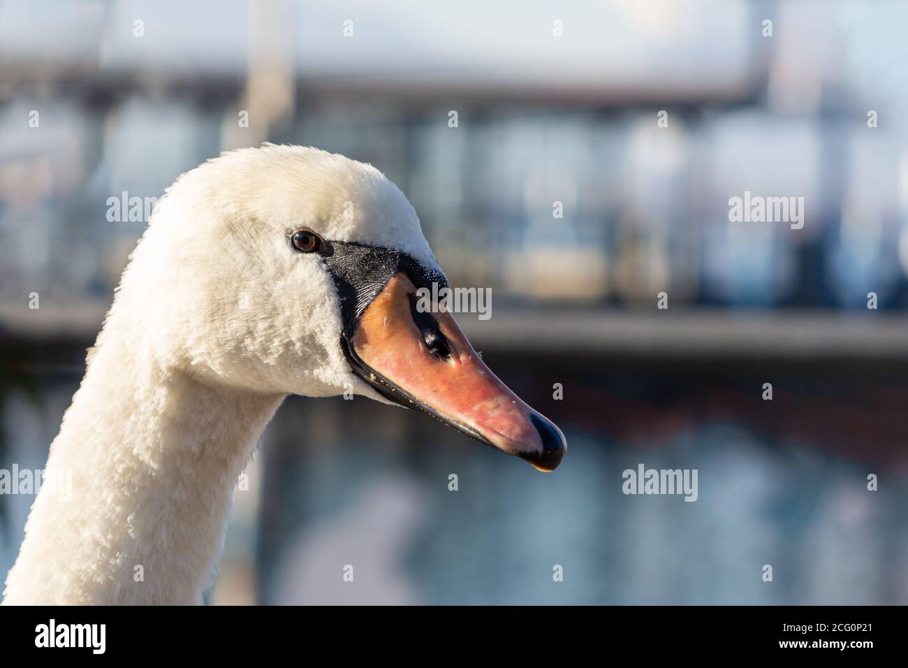 Portrait en gros plan d'un grand cygne blanc, oiseau à bec orange Banque D'Images