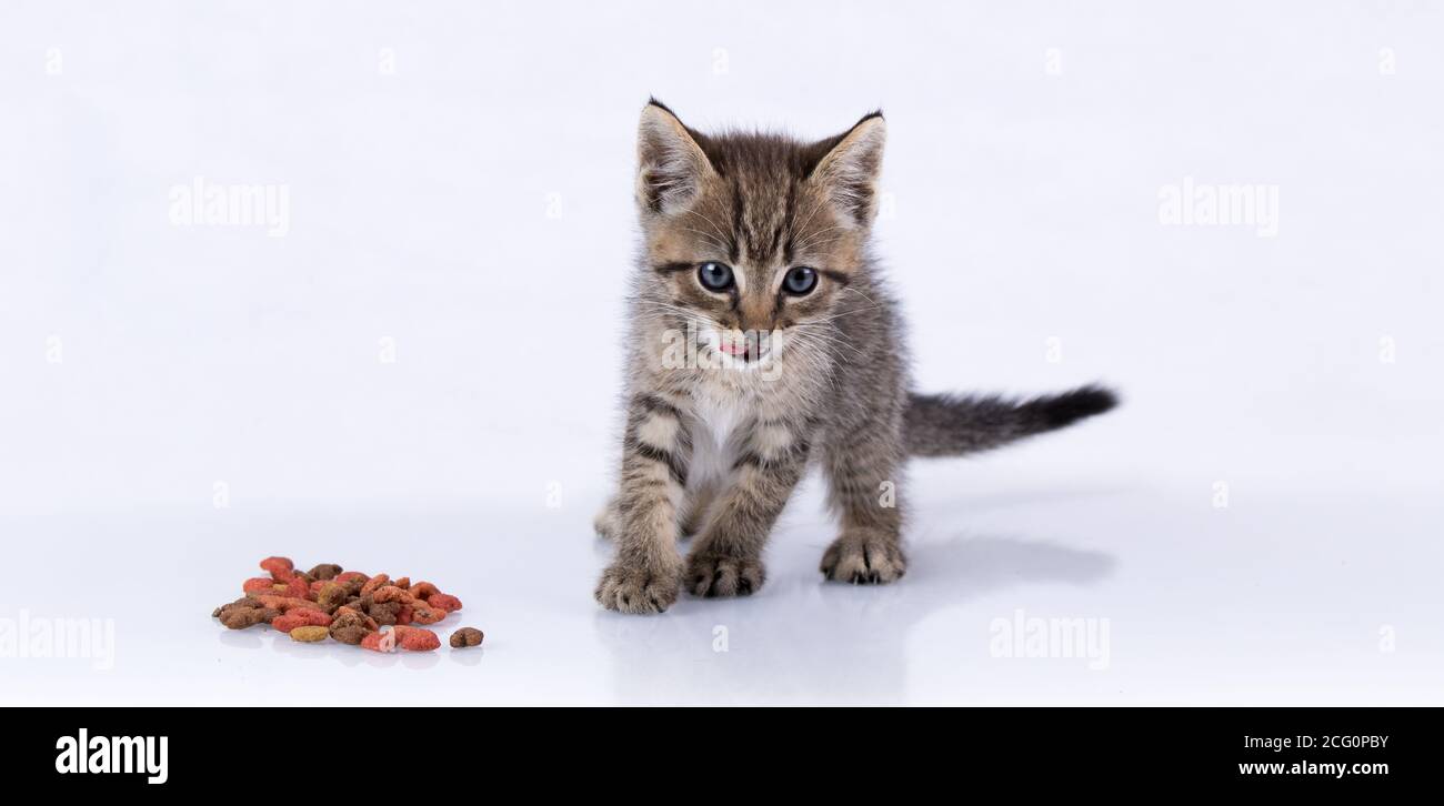 Chaton Tabby domestique debout sur une surface réfléchissante isolée blanc avec nourriture pour chats Banque D'Images