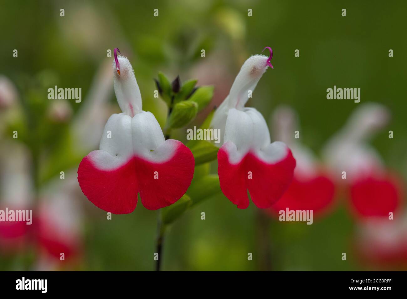 Gros plan de fleurs de salvia rouges et blanches en fleur Banque D'Images