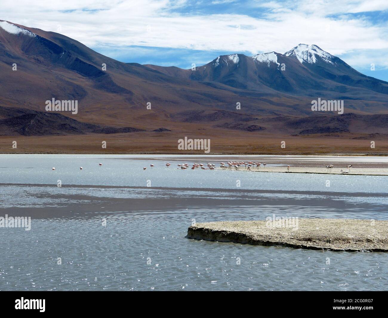 Laguna Hedionda en Bolivie. Lac avec flamants roses. Paysage sauvage incroyable. Montagnes des Andes. Eduardo Avaroa Réserve nationale de faune andine. Faune Banque D'Images