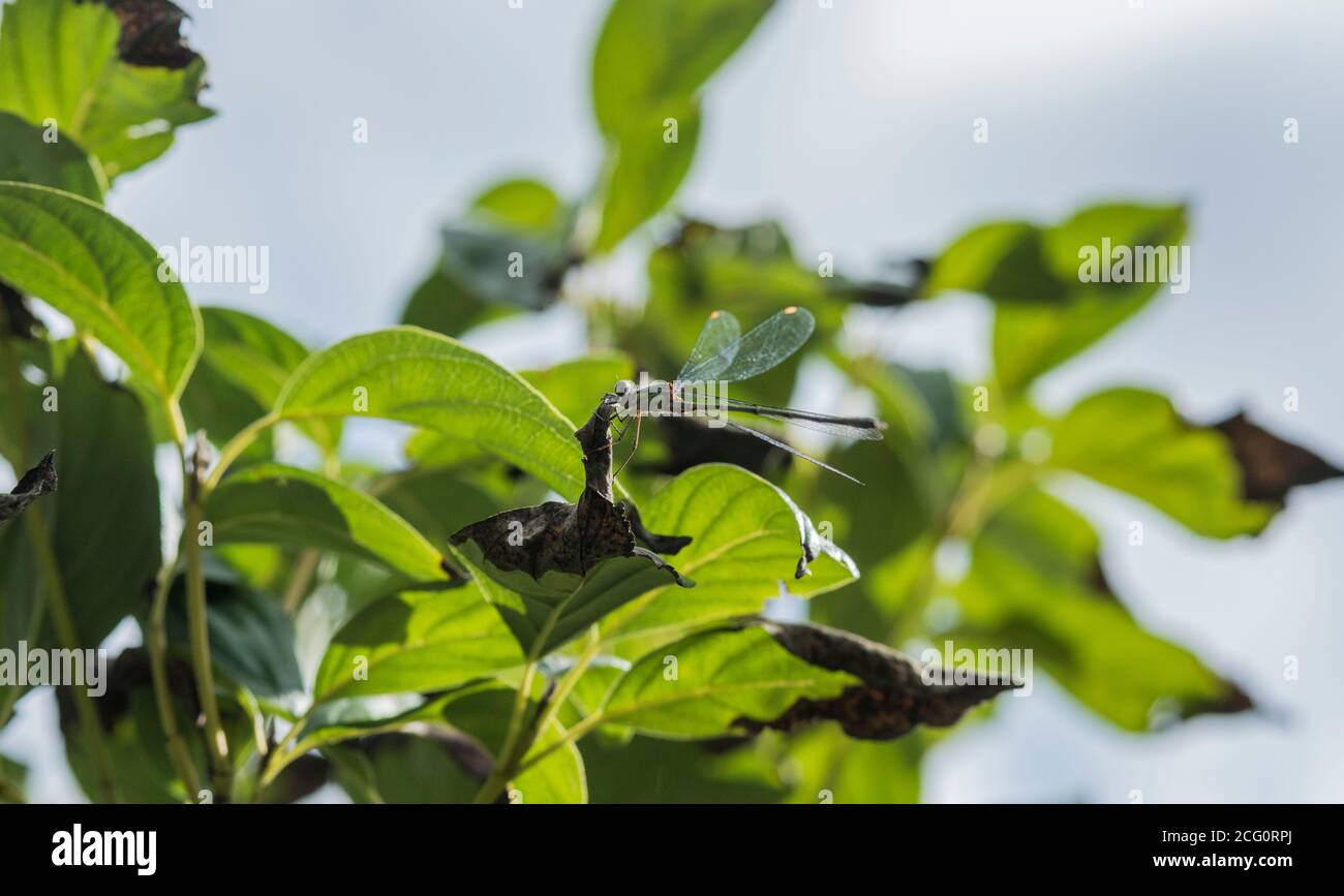Saule émeraude (Chalcolestes viridis ou Lestes viridis si vous préférez) Banque D'Images