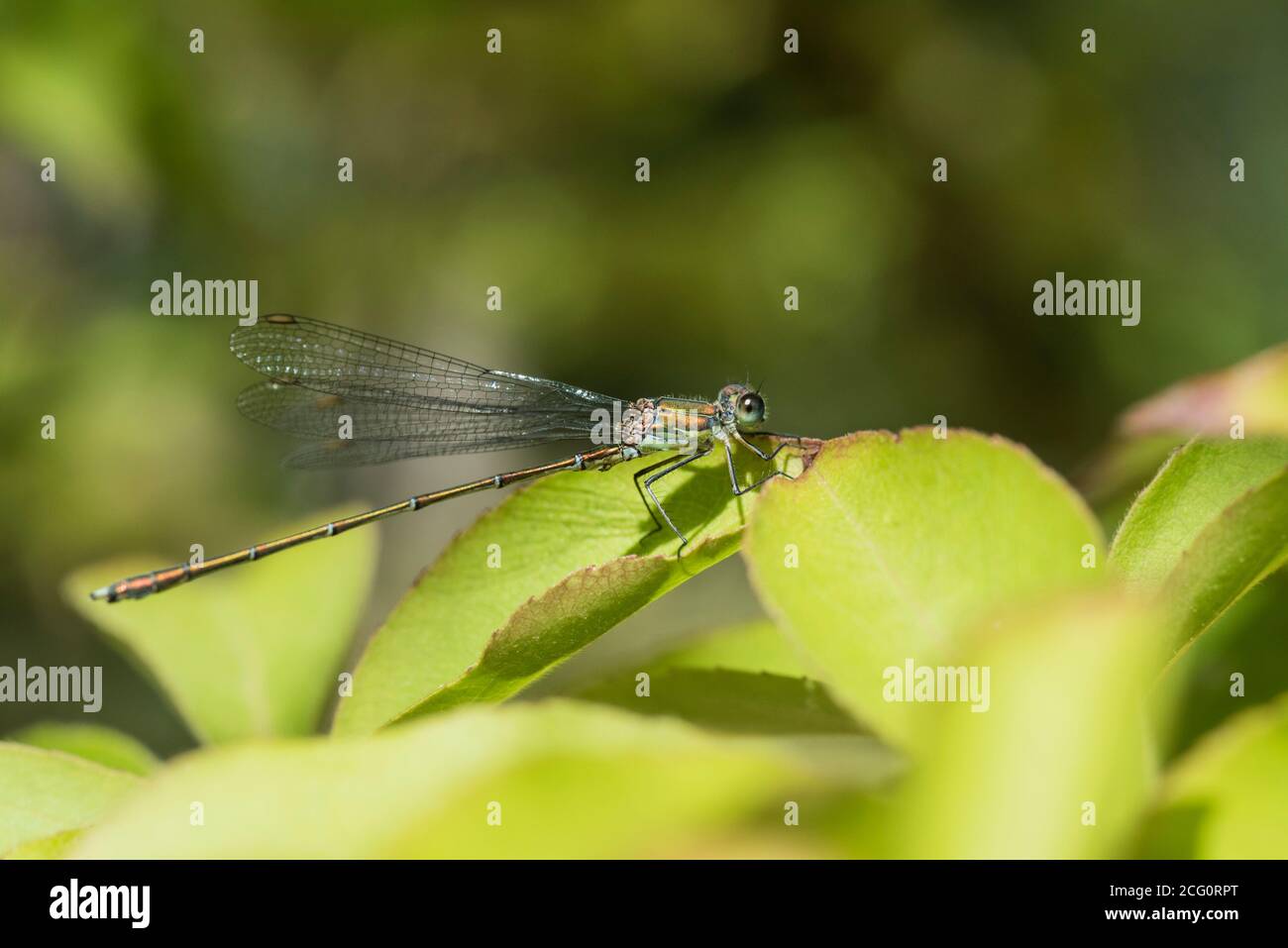 Saule émeraude (Chalcolestes viridis ou Lestes viridis si vous préférez) Banque D'Images