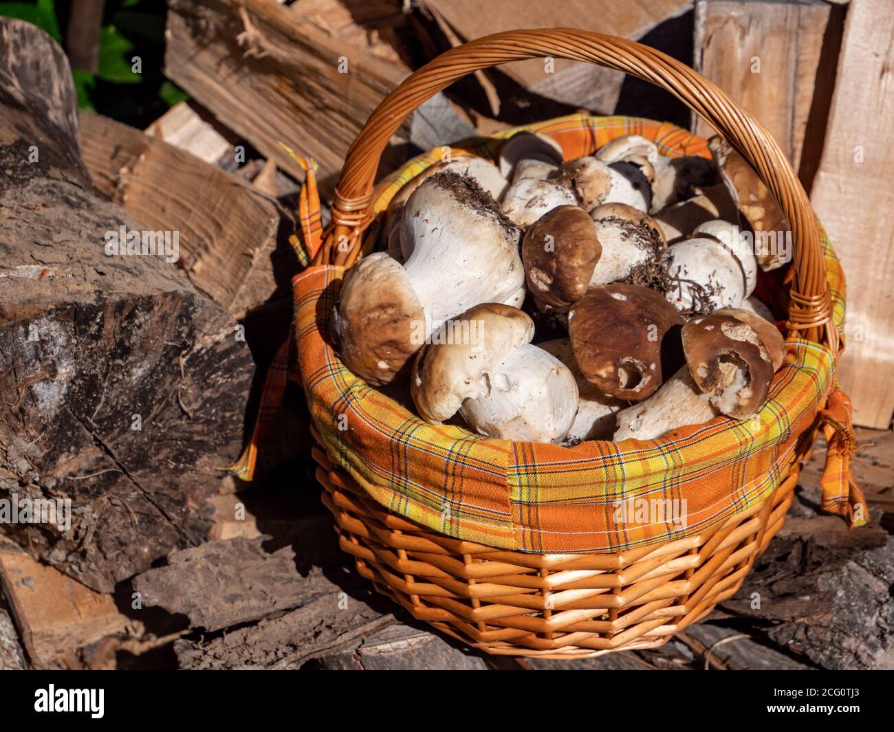 champignons frais de la forêt dans le panier Banque D'Images