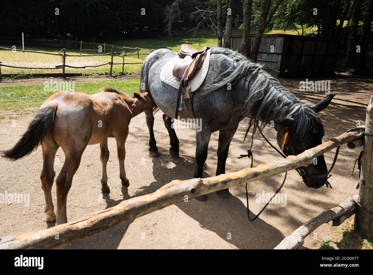 Colt et mère de cheval allaitant stationnés à la clôture en élevage ferme Banque D'Images