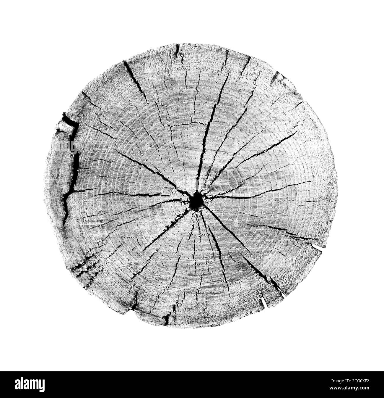 Grand morceau de bois rond avec anneaux de croissance sur fond blanc. Tronc d'arbre abattu noir et blanc coupé des bois. Texte organique naturel détaillé Banque D'Images