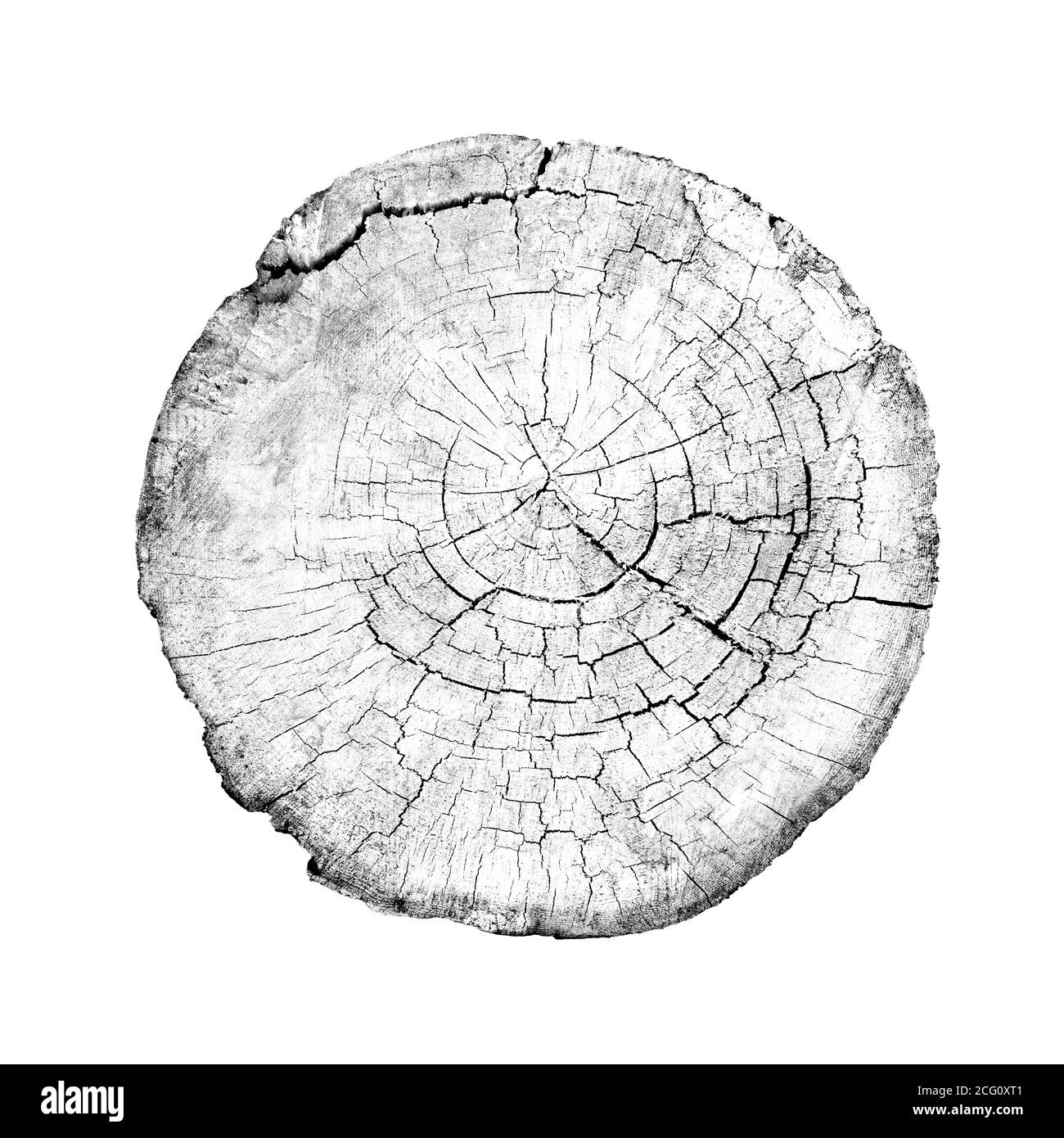 Grand morceau de bois rond avec anneaux de croissance sur fond blanc. Tronc d'arbre abattu noir et blanc coupé des bois. Texte organique naturel détaillé Banque D'Images