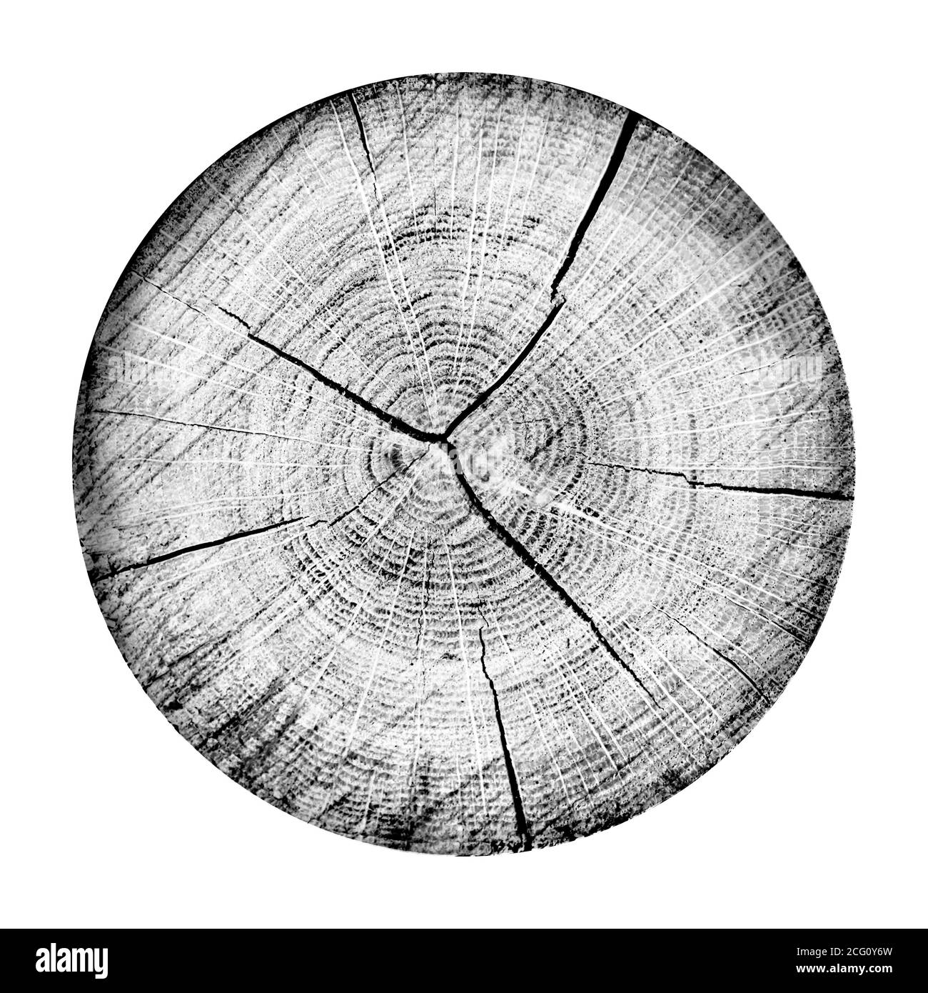 Grand morceau de bois rond avec anneaux de croissance sur fond blanc. Tronc d'arbre abattu noir et blanc coupé des bois. Texte organique naturel détaillé Banque D'Images