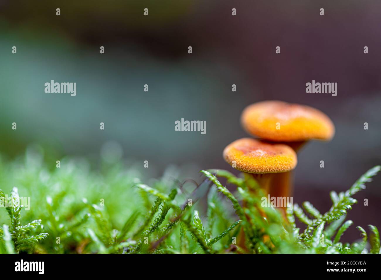 Deux champignons de chanterelle orange (latin Hygrophoropsis