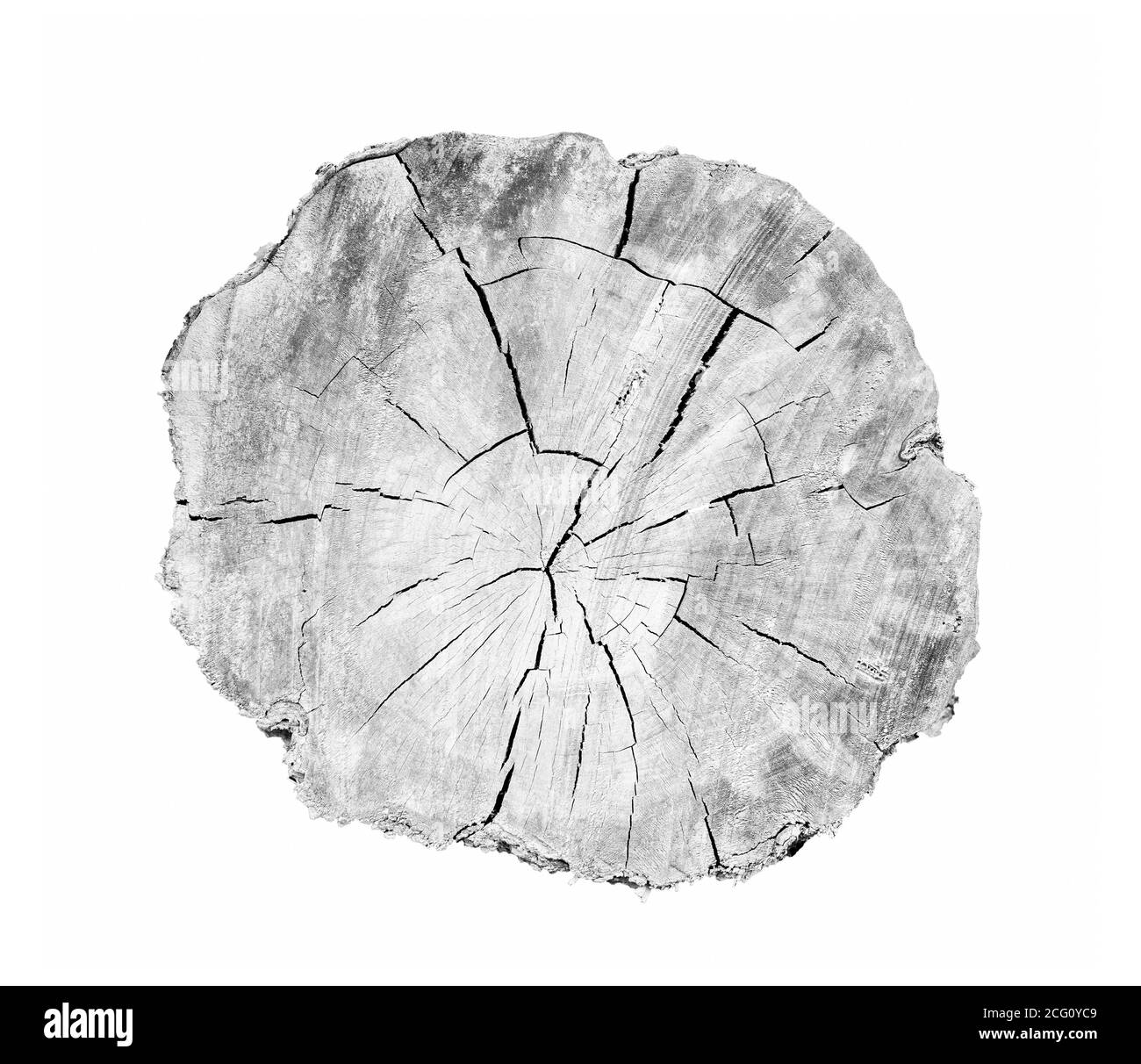 Grand morceau de bois rond avec anneaux de croissance sur fond blanc. Tronc d'arbre abattu noir et blanc coupé des bois. Texte organique naturel détaillé Banque D'Images