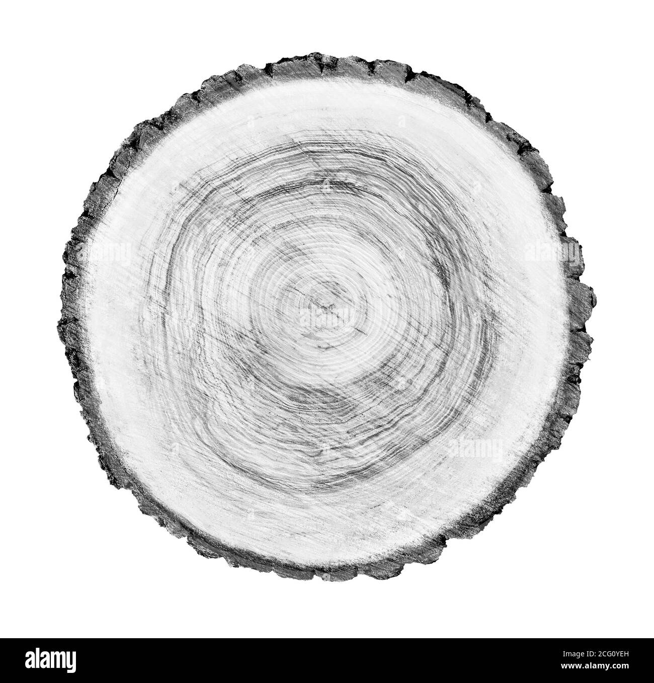 Grand morceau de bois rond avec anneaux de croissance sur fond blanc. Tronc d'arbre abattu noir et blanc coupé des bois. Texte organique naturel détaillé Banque D'Images