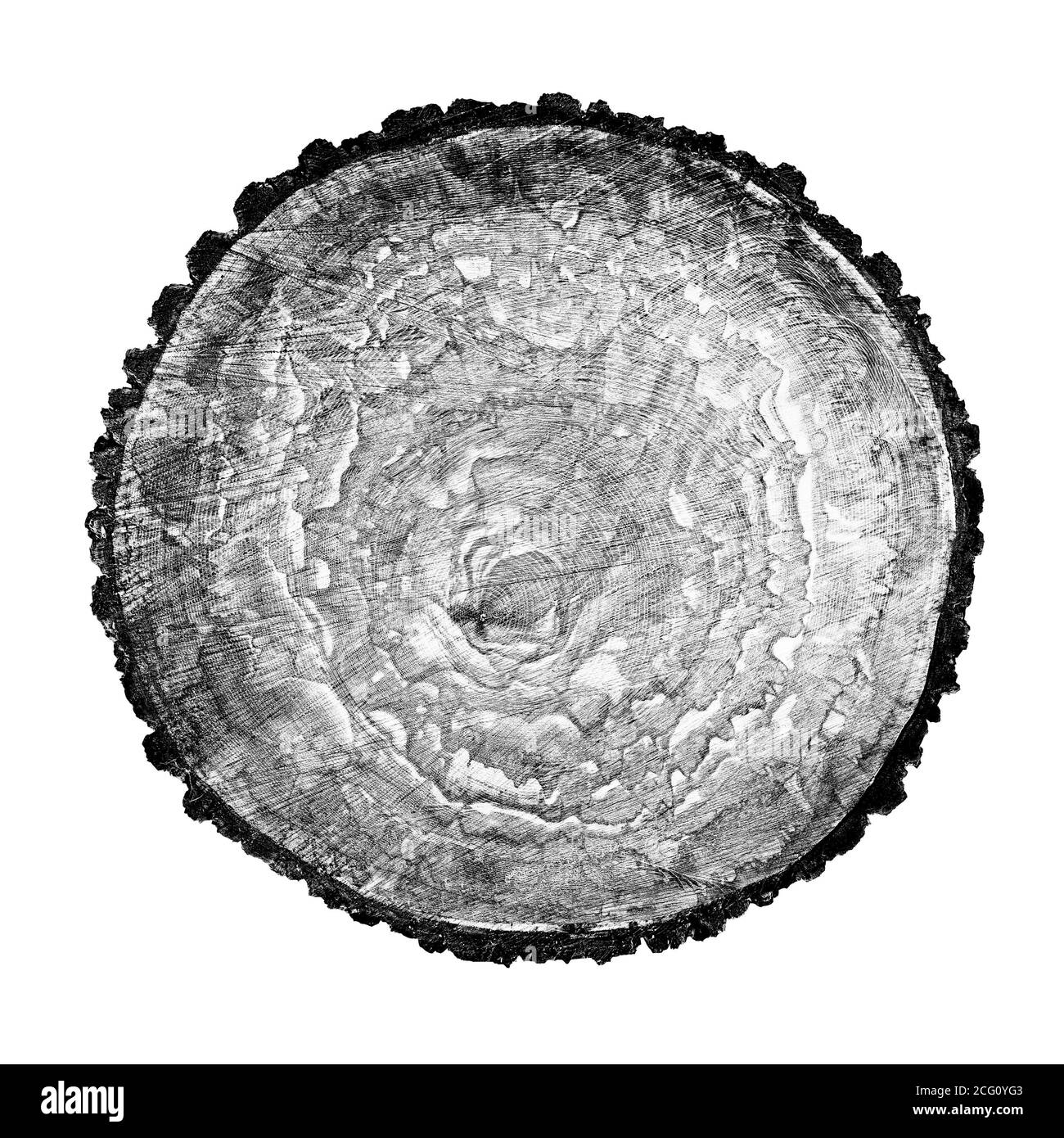 Grand morceau de bois rond avec anneaux de croissance sur fond blanc. Tronc d'arbre abattu noir et blanc coupé des bois. Texte organique naturel détaillé Banque D'Images