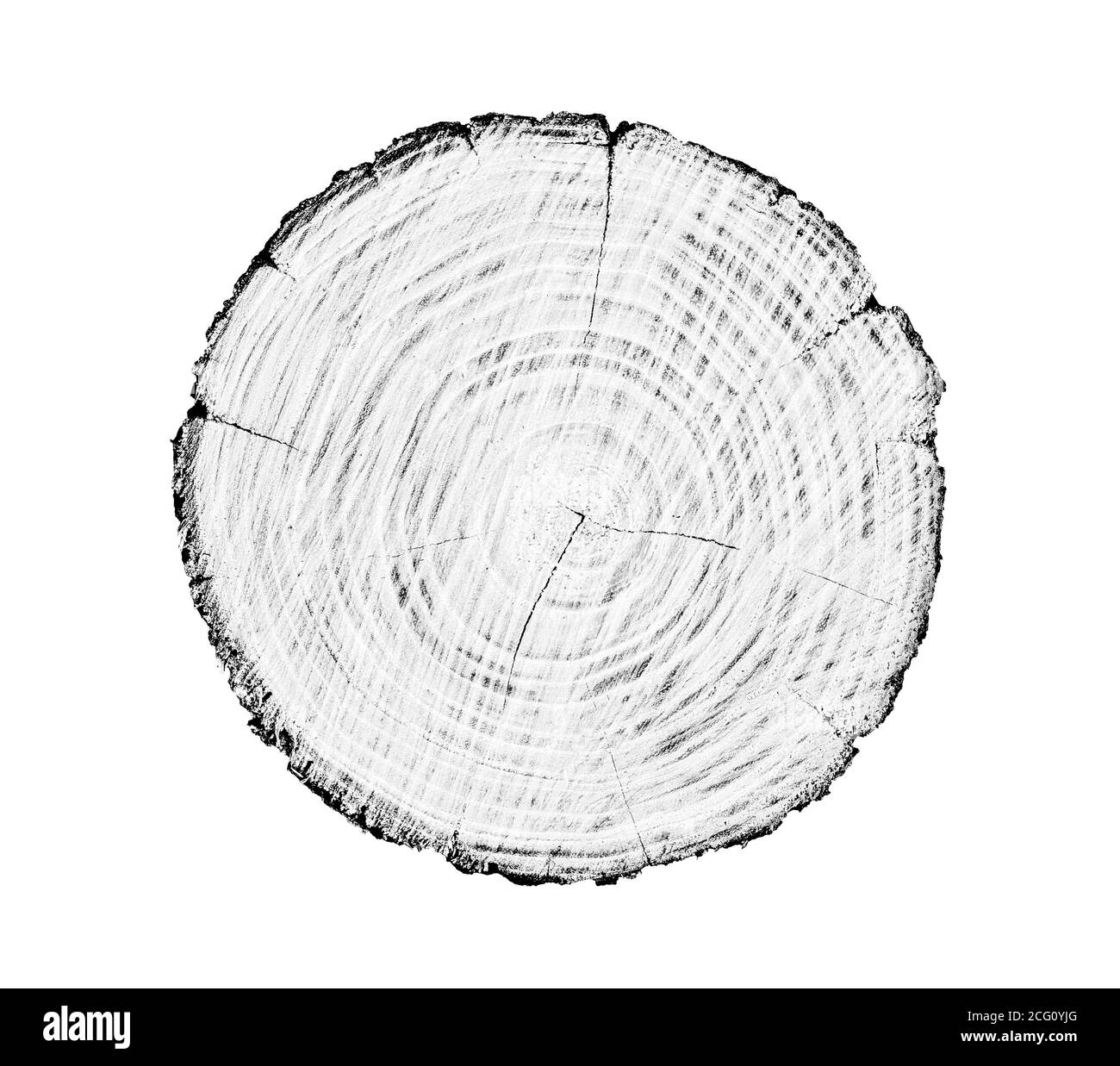 Grand morceau de bois rond avec anneaux de croissance sur fond blanc. Tronc d'arbre abattu noir et blanc coupé des bois. Texte organique naturel détaillé Banque D'Images