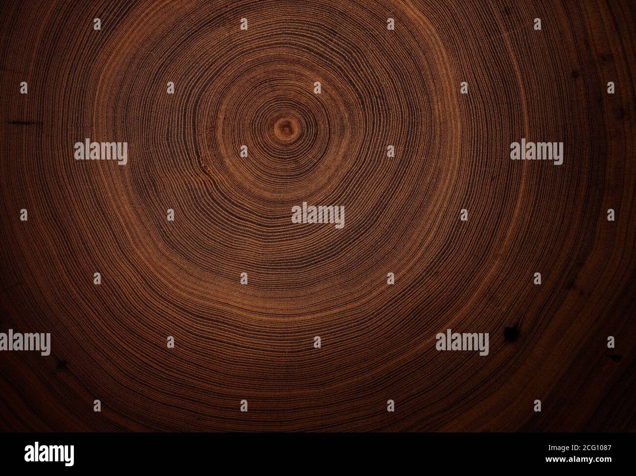 Vue macro en gros plan de la section de l'arbre en bois coupée en bout avec fissures et anneaux d'arbre annuels. Texture organique naturelle avec surface fissurée et rugueuse. Banque D'Images