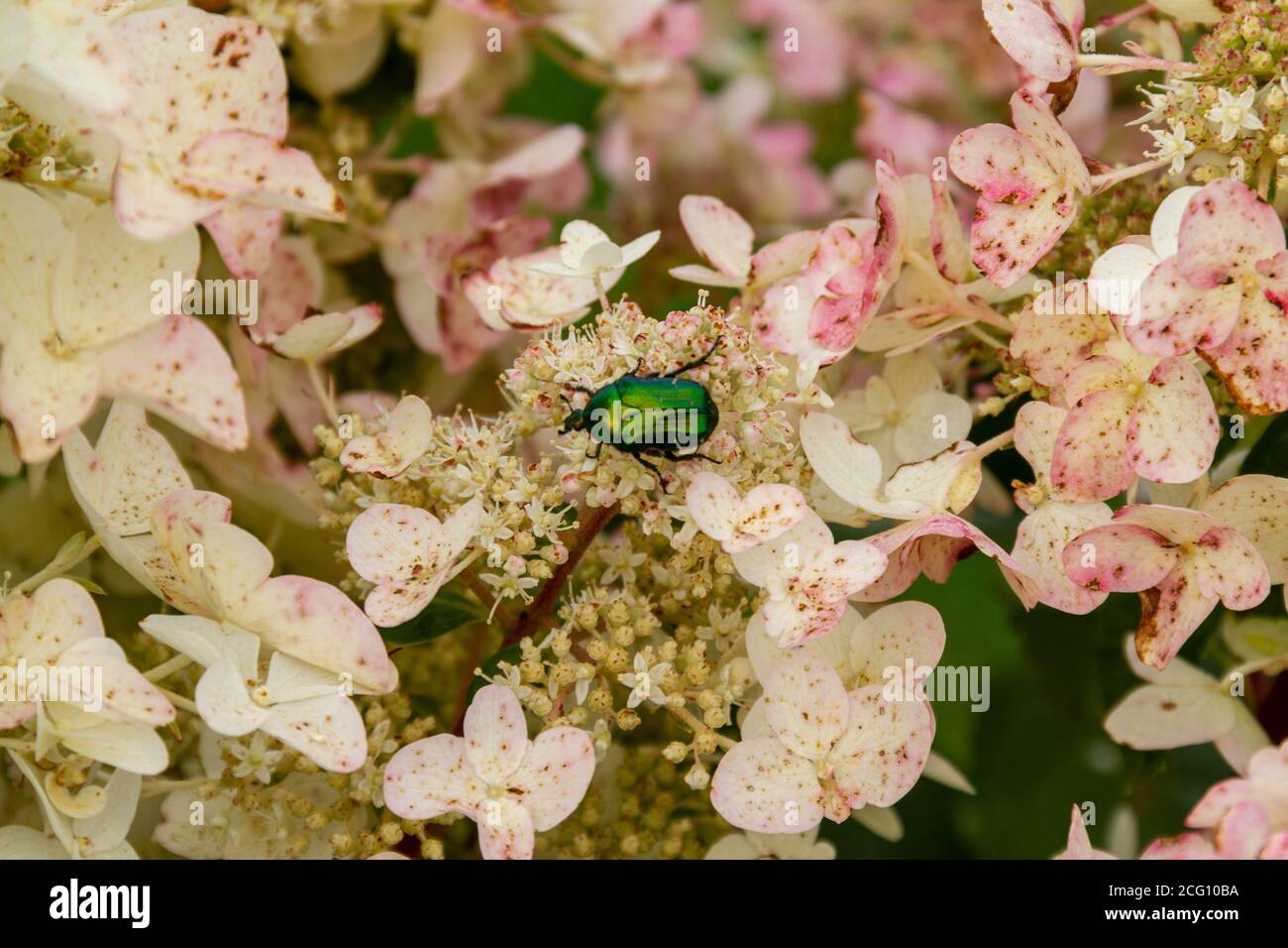 Motif de rose vert sur les pétales d'hortensia rose et blanc Banque D'Images Motif de rose vert sur les pétales d'hortensia rose et blanc Banque D'Images