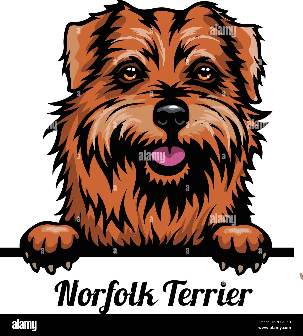 Tête Norfolk Terrier - chien de race. Image couleur d'une tête de chien isolée sur un fond blanc Illustration de Vecteur