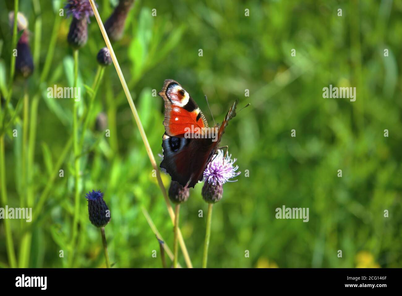 Un magnifique papillon de paon, Aglais io, qui s'enorce sur une fleur d'aster sauvage. Banque D'Images