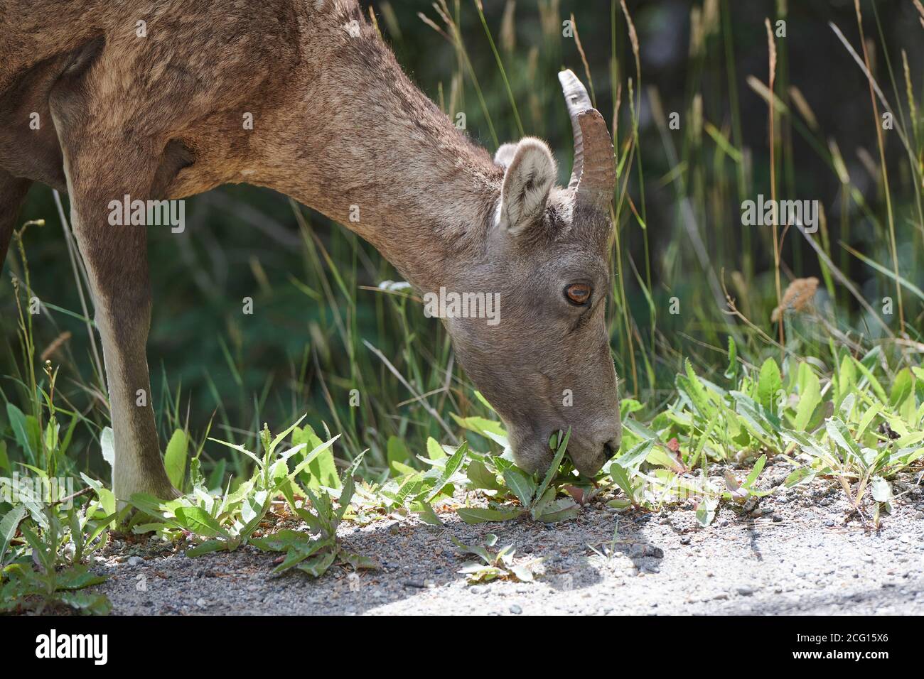 Gros plan de la tête du mouflon d'Amérique (ovis canadensis) qui se nourrit sur le côté de la route menant au mont Norquay, parc national Banff, Alberta, Canada Banque D'Images