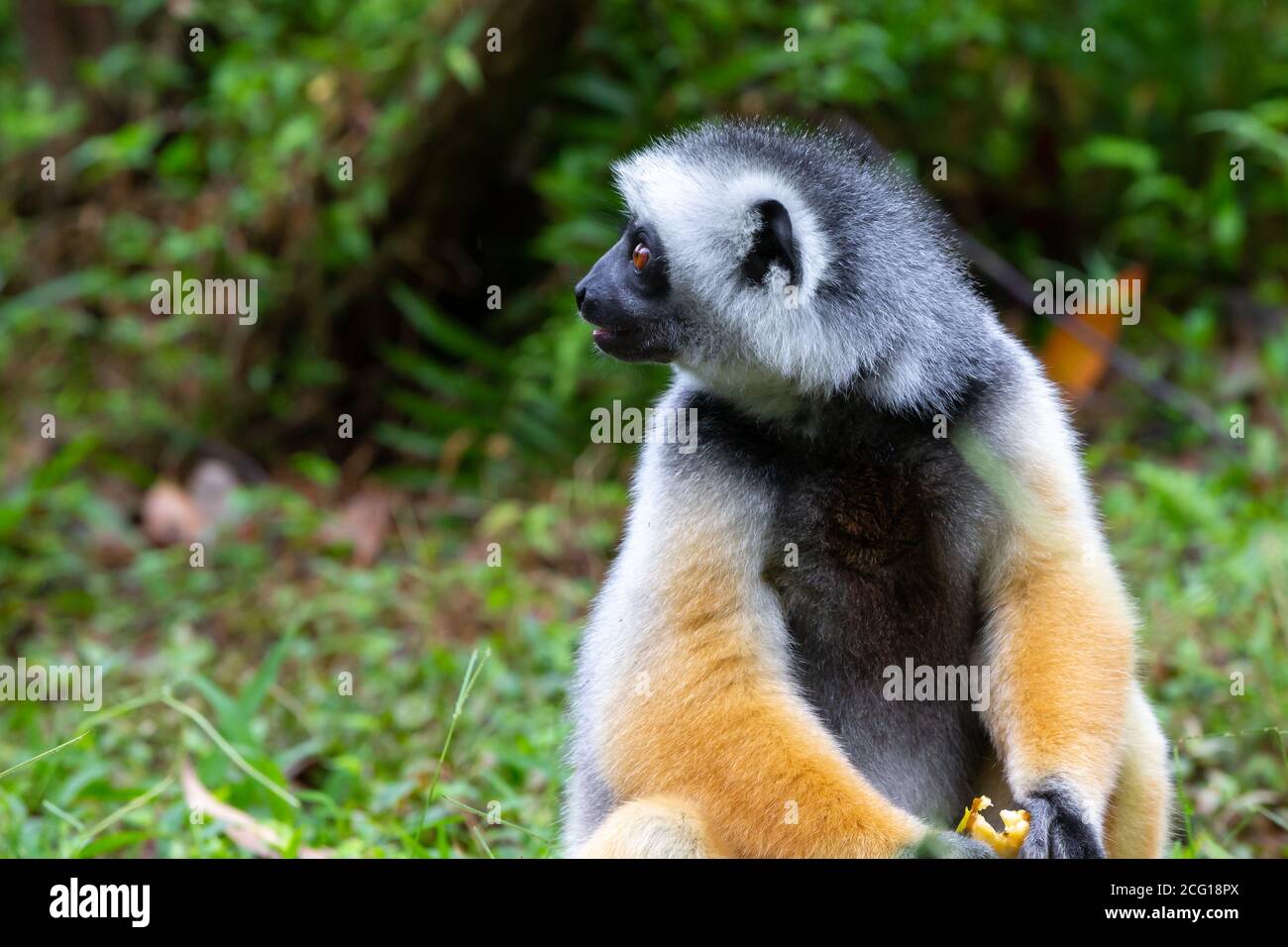 On a diademed sifaka dans son environnement naturel dans la forêt tropicale de l'île de Madagascar Banque D'Images